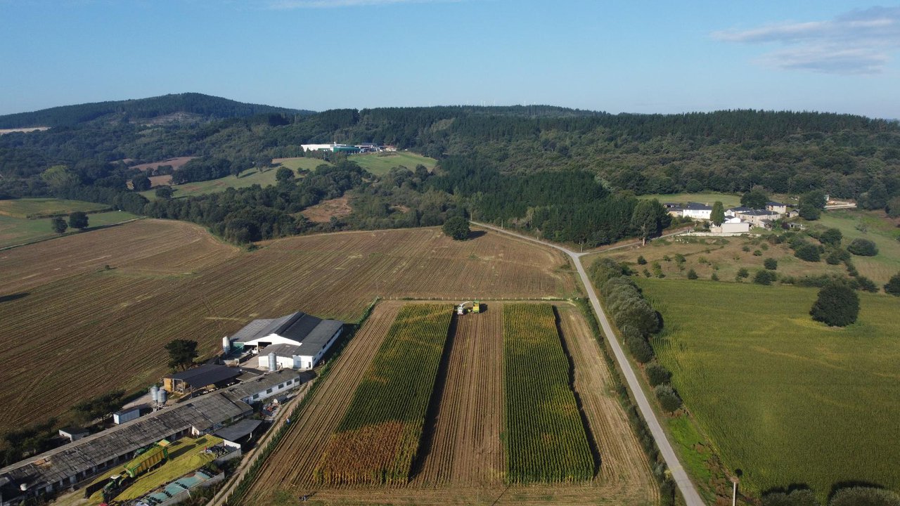 Silo de millo: unha análise avanzada permitirá sacarlle o máximo proveito