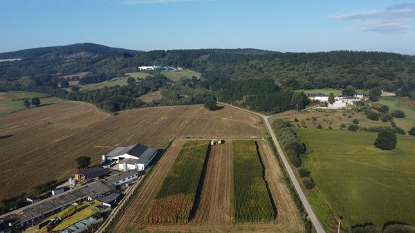 Silo de millo: unha análise avanzada permitirá sacarlle o máximo proveito