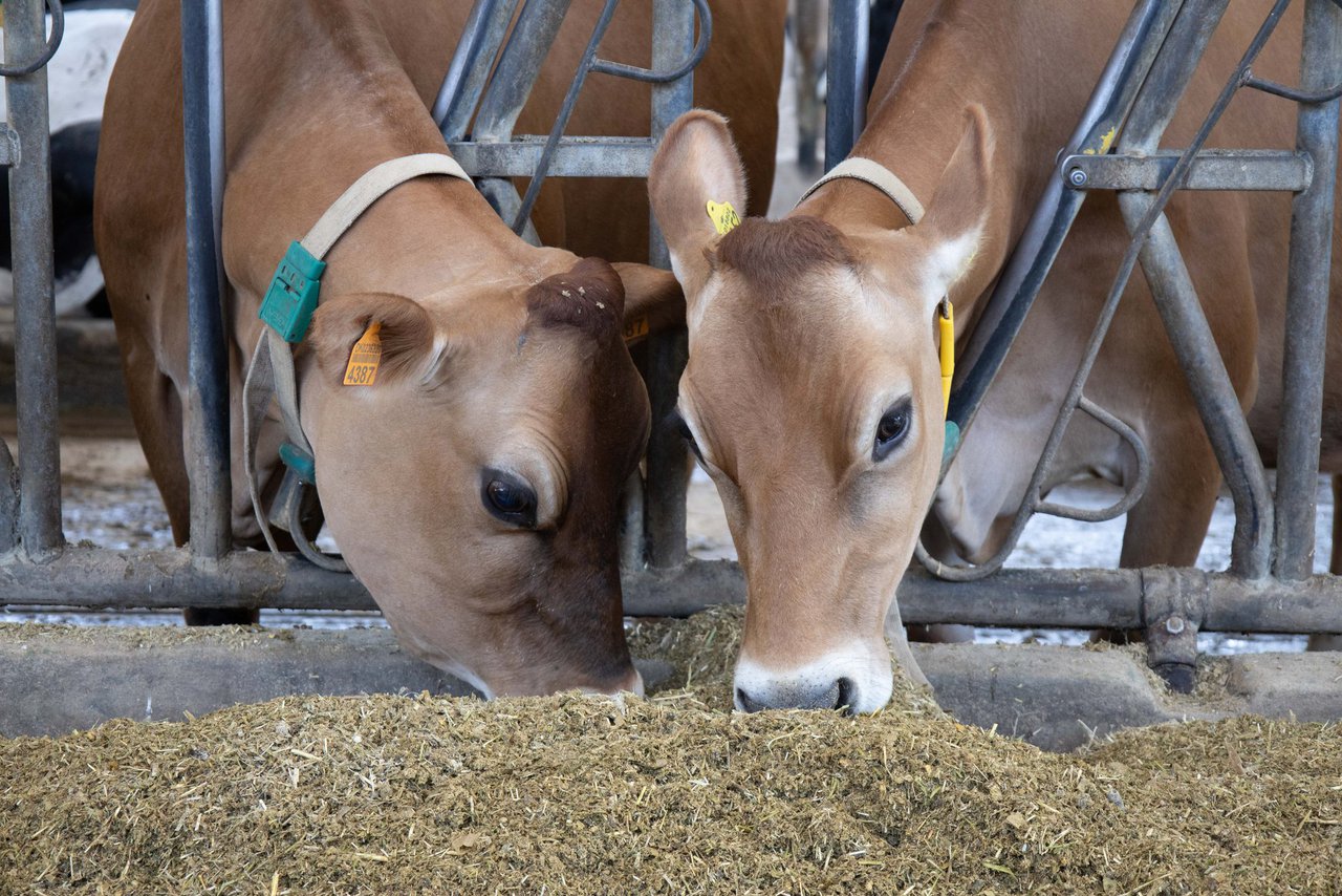 Forraxe hidropónica en dietas para vacas leiteiras en transición