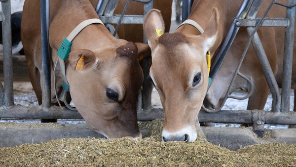 Forraxe hidropónica en dietas para vacas leiteiras en transición