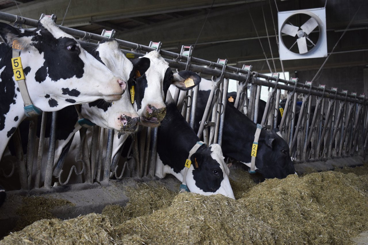 Como afecta o verán ás vacas nas diferentes zonas de España