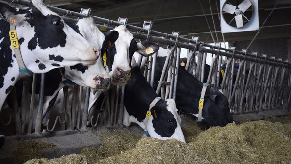 Como afecta o verán ás vacas nas diferentes zonas de España