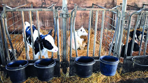 Impacto do crecemento no período predesteta na idade a primeira inseminación e en probabilidade de supervivencia de 500 e 1.000 días en xovencas