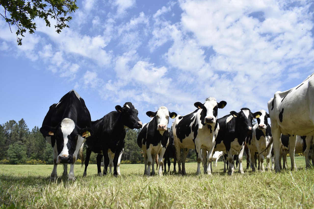 Estrutura produtiva das ganderías de vacún de leite ecolóxico en Galicia