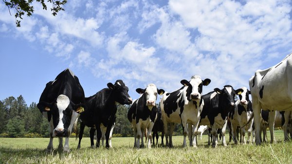 Estrutura produtiva das ganderías de vacún de leite ecolóxico en Galicia