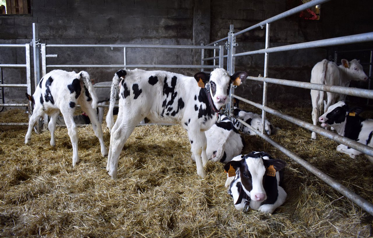 Diarrea neonatal e uso de antibióticos: é hora de cambiar vellos costumes