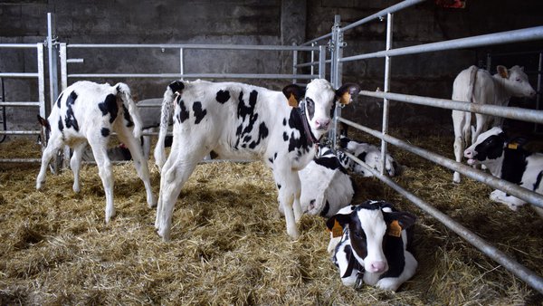 Diarrea neonatal e uso de antibióticos: é hora de cambiar vellos costumes