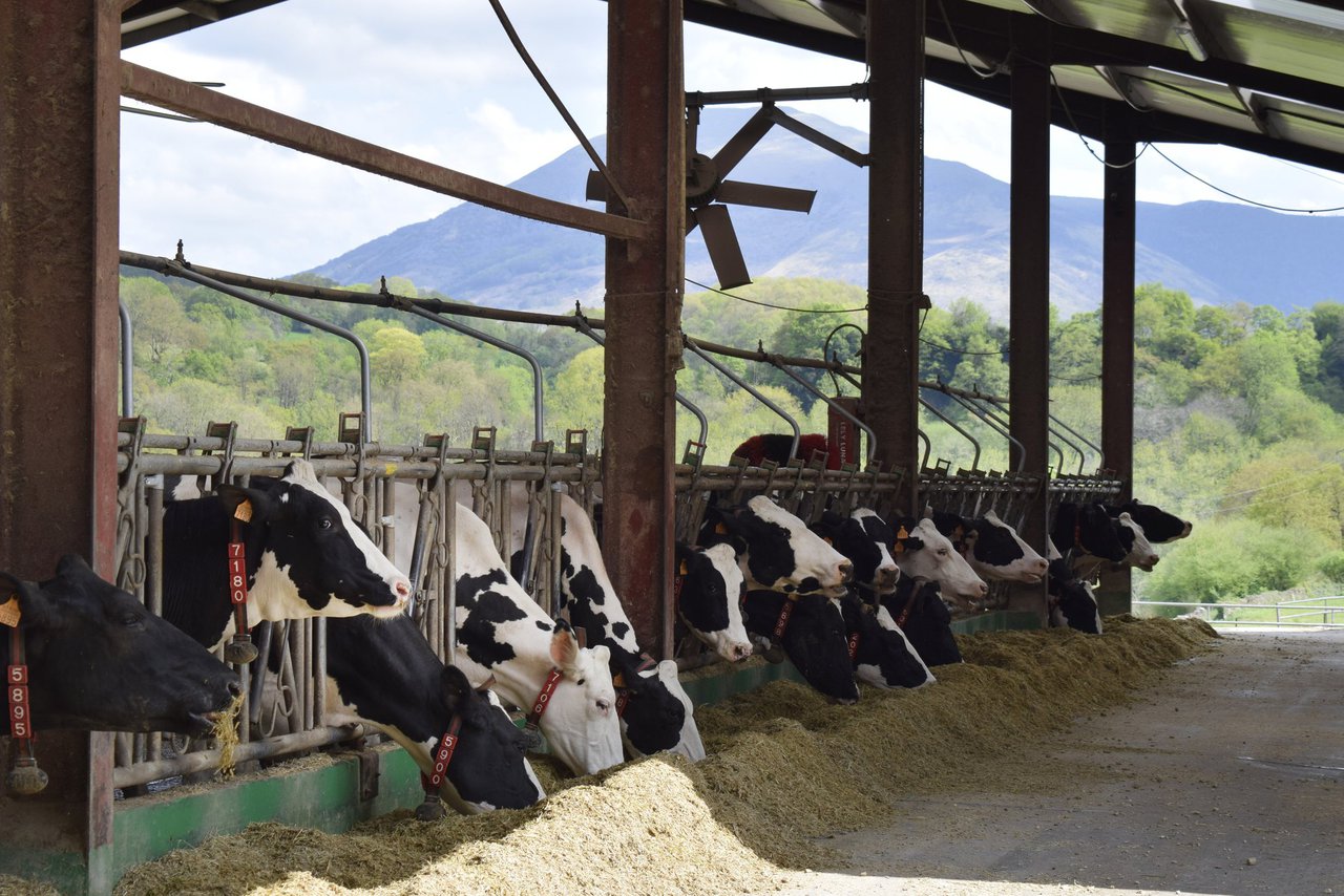 Protección contra a radiación solar directa e indirecta: un factor importante para as vacas leiteiras no verán
