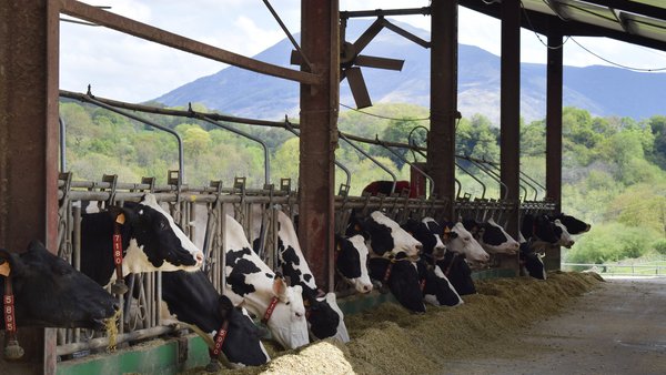 Protección contra a radiación solar directa e indirecta: un factor importante para as vacas leiteiras no verán