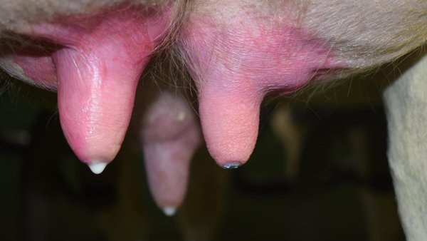 Hixiene do muxido: biocidas, alquimia, mitos e lendas. Non todo vale