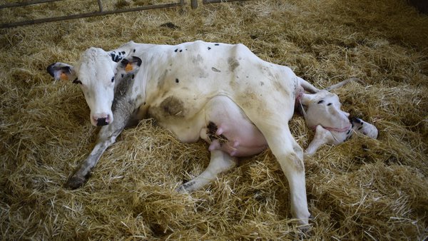 Formulación terapéutica da retención placentaria no gando bovino