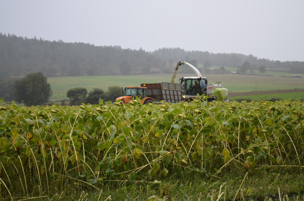 Efectos de la combinación de ensilado de girasol con ensilado de maíz sobre la producción, composición y perfil de ácidos grasos de la leche