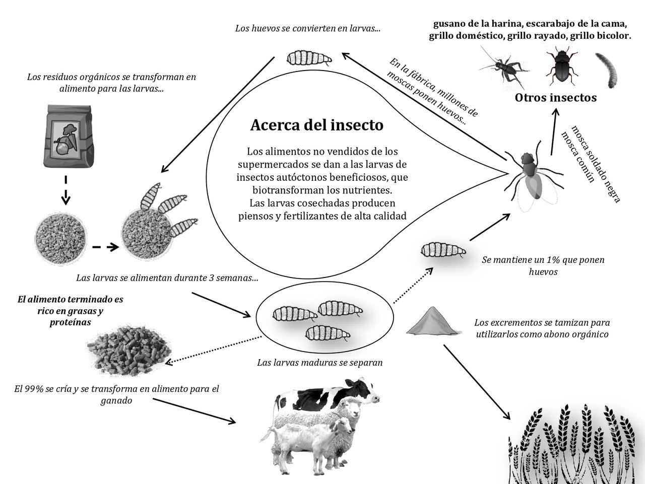 Ante la escasez de materias primas, ya es hora de contemplar el uso de insectos en la ración de los rumiantes