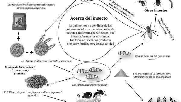 Ante a escaseza de materias primas, xa é hora de considerar o uso de insectos na ración dos ruminantes