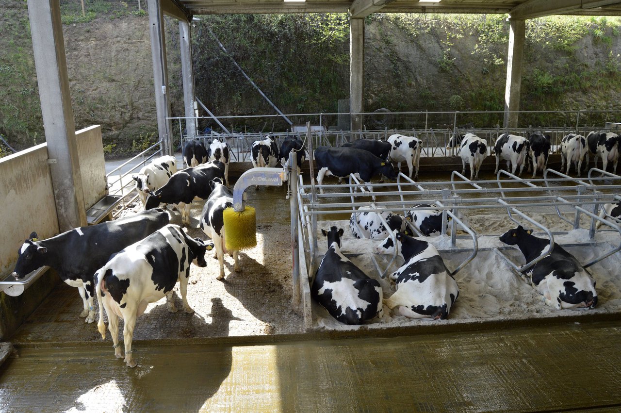 Benestar animal, instalacións e manexo: receita para un bo rendemento produtivo do rabaño