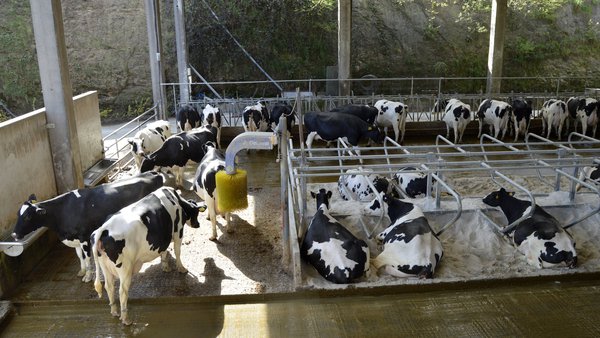 Benestar animal, instalacións e manexo: receita para un bo rendemento produtivo do rabaño