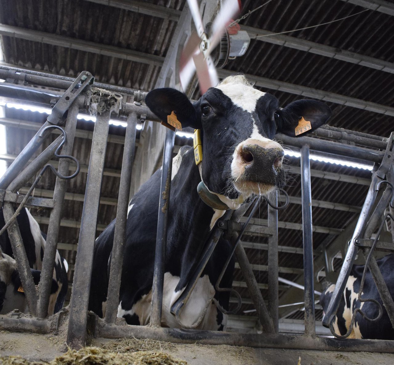 Israel: un ejemplo de producción de leche sostenible en condiciones climáticas duras y cálidas