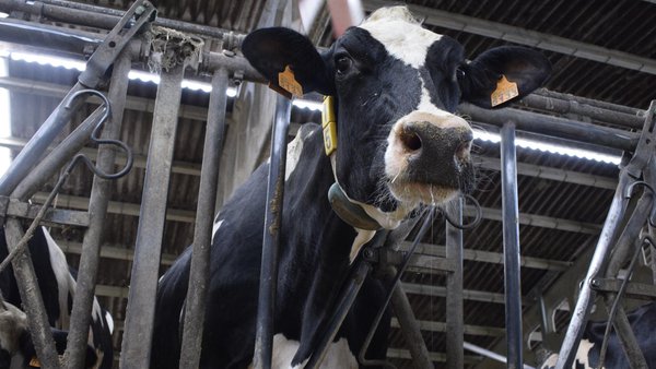 Israel: un exemplo de produción de leite sustentable en condicións climáticas duras e cálidas