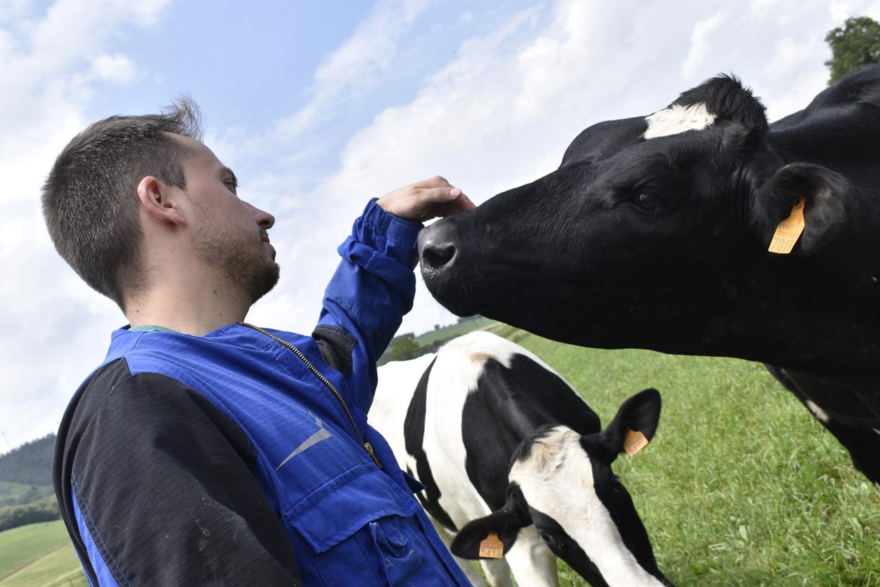 Cuando las vacas nos hablan de bienestar...