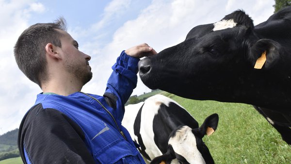 Cando as vacas nos falan de benestar...