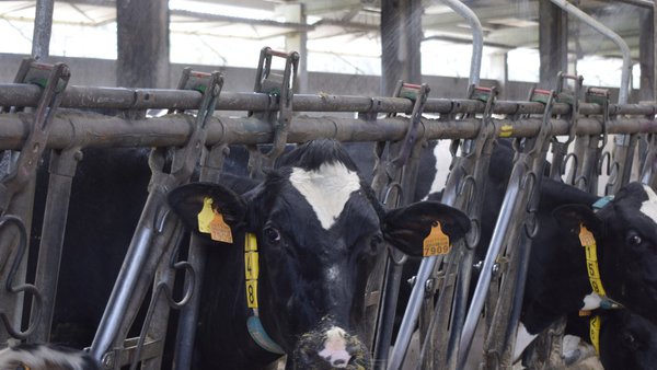 Coñecemos o custo real do estrés  por calor para a industria láctea?