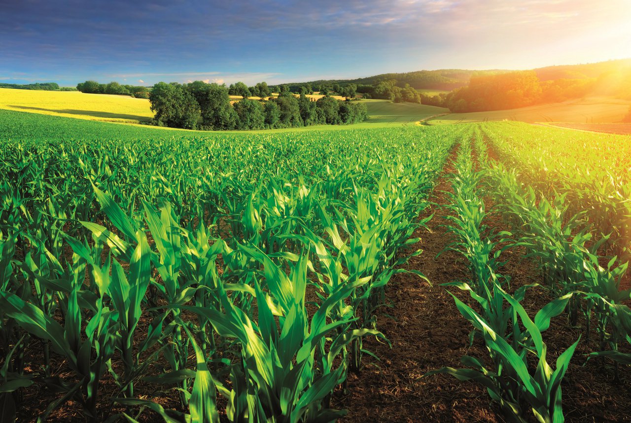 Blue Star Maíz: fertilizantes bioestimulantes para maximizar o rendemento da túa colleita
