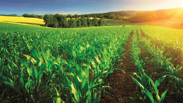 Blue Star Maíz: fertilizantes bioestimulantes para maximizar o rendemento da túa colleita