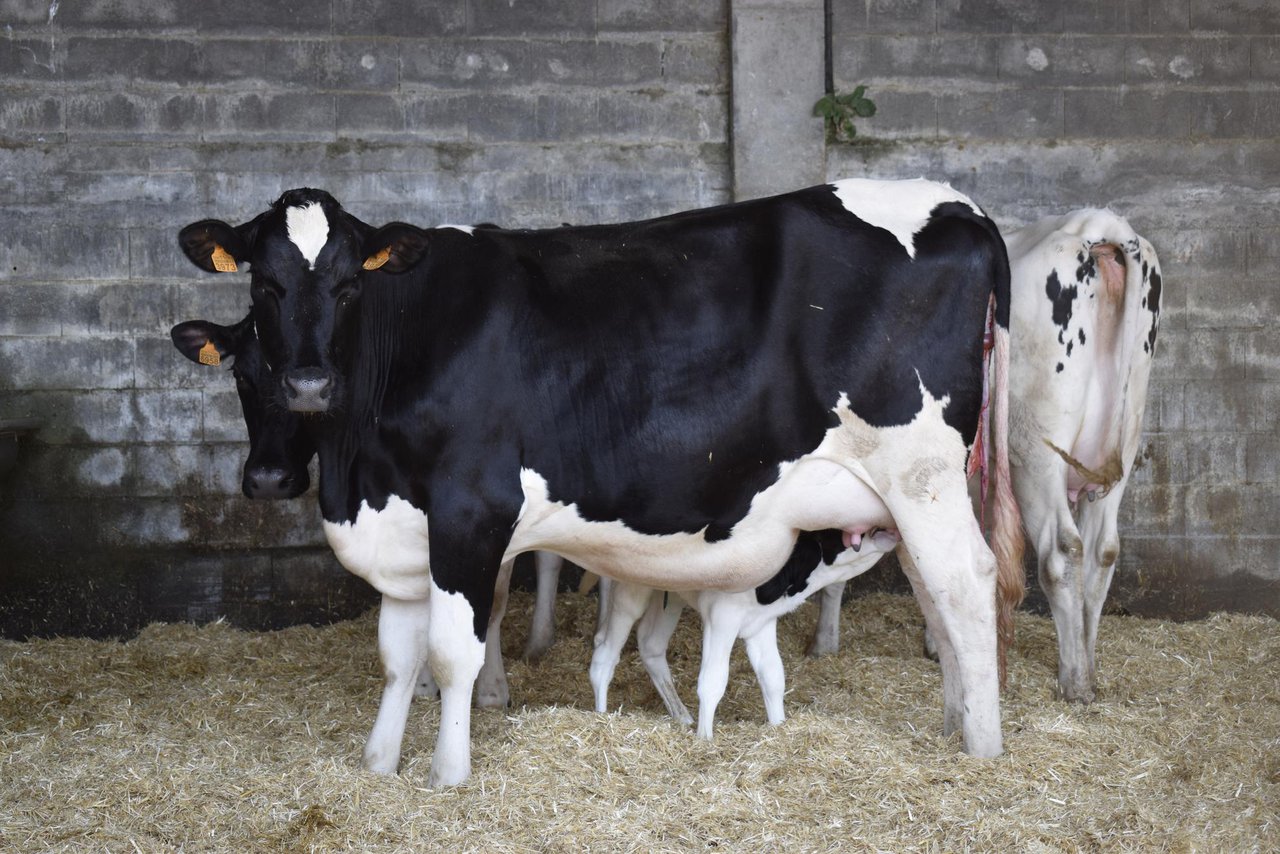 Inflúe a mastite na fertilidade?