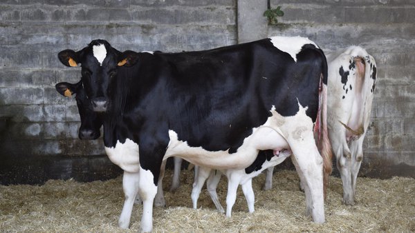 Inflúe a mastite na fertilidade?