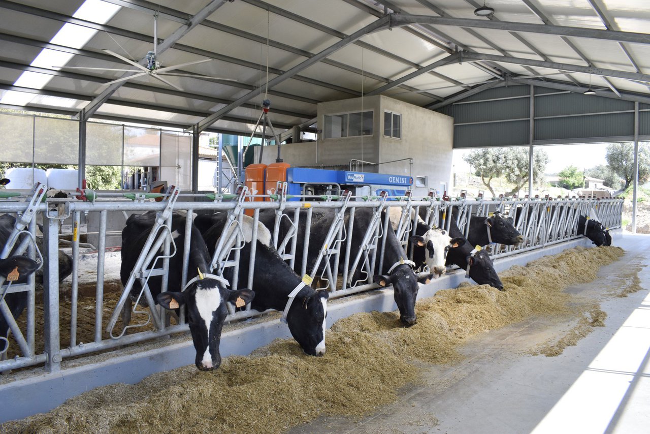 O impacto do estrés por calor no estado inmunolóxico das vacas leiteiras
