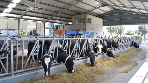 O impacto do estrés por calor no estado inmunolóxico das vacas leiteiras