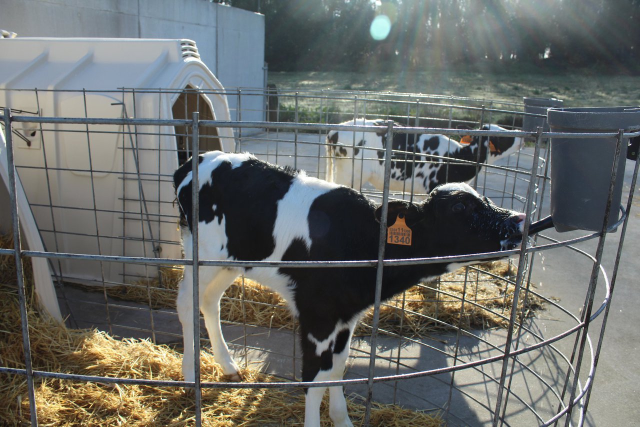 Manexo e relevancia do calostro nas granxas de bovino: que cambiou nos últimos anos?