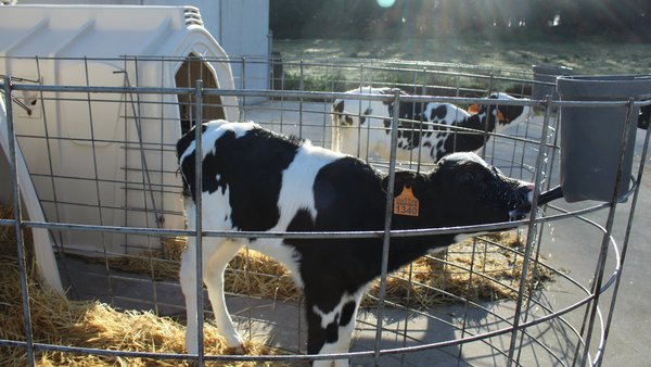 Manexo e relevancia do calostro nas granxas de bovino: que cambiou nos últimos anos?