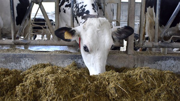 As micotoxinas, unhas vellas coñecidas nas forraxes