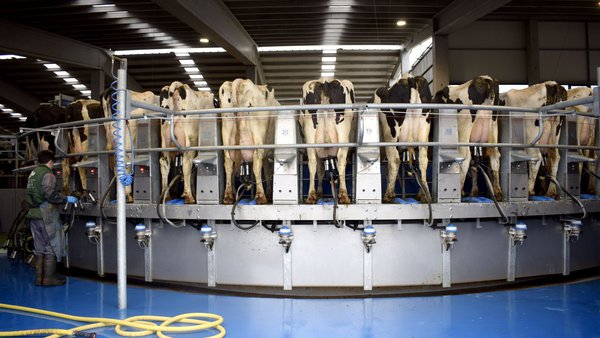 Un alimento 'de la leche'