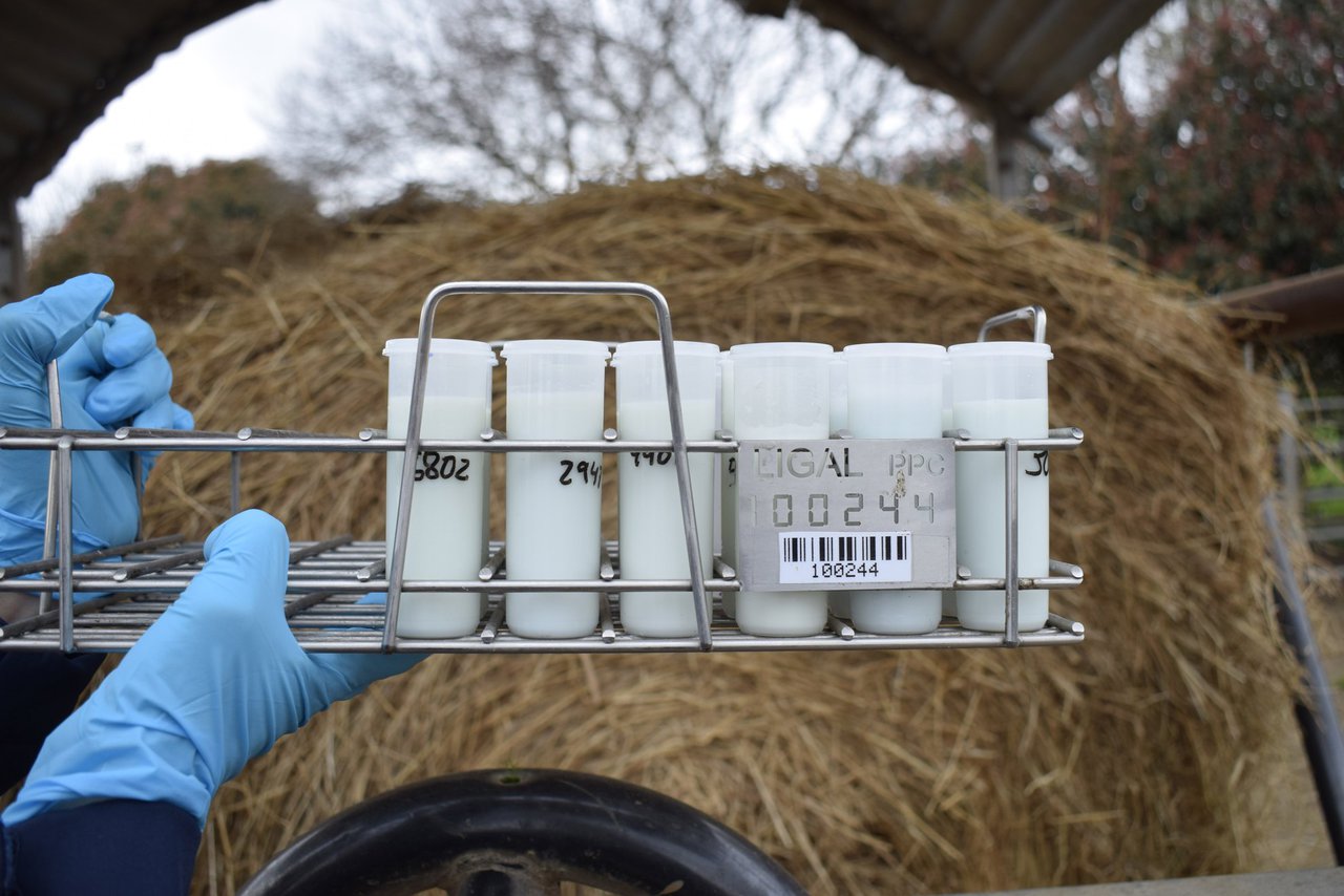 La evolución de la calidad de la producción láctea de Galicia