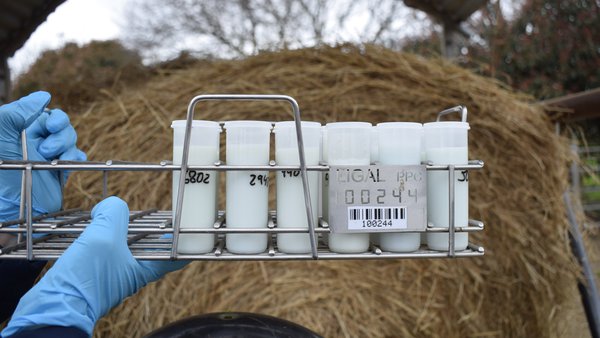 A evolución da calidade da produción láctea de Galicia