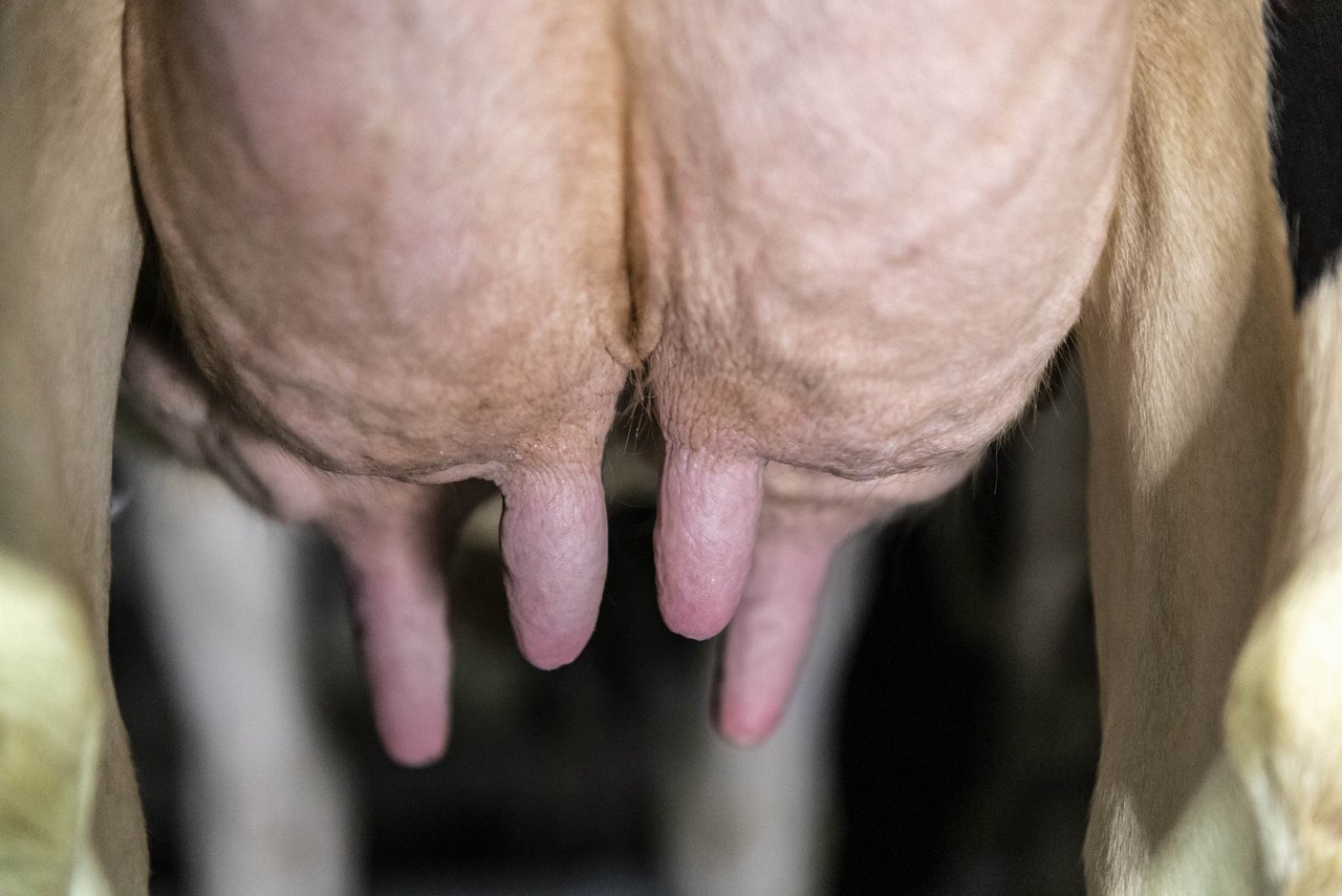 O que ben comeza, ben acaba: preparación ao secado das vacas de alta produción