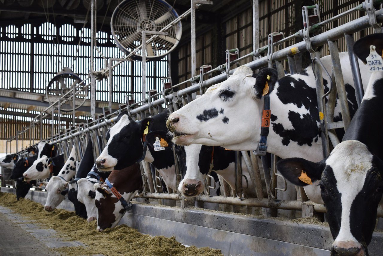 Fermentos vivos na ración das vacas para soportar o estrés térmico