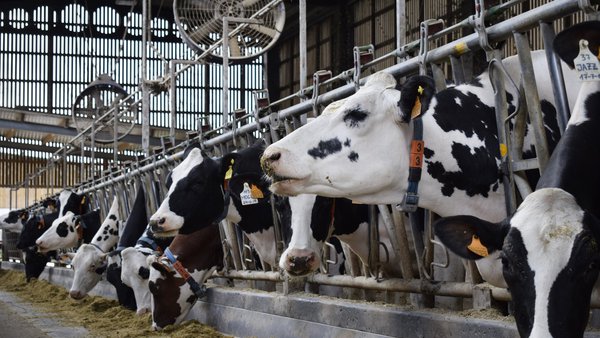 Fermentos vivos na ración das vacas para soportar o estrés térmico