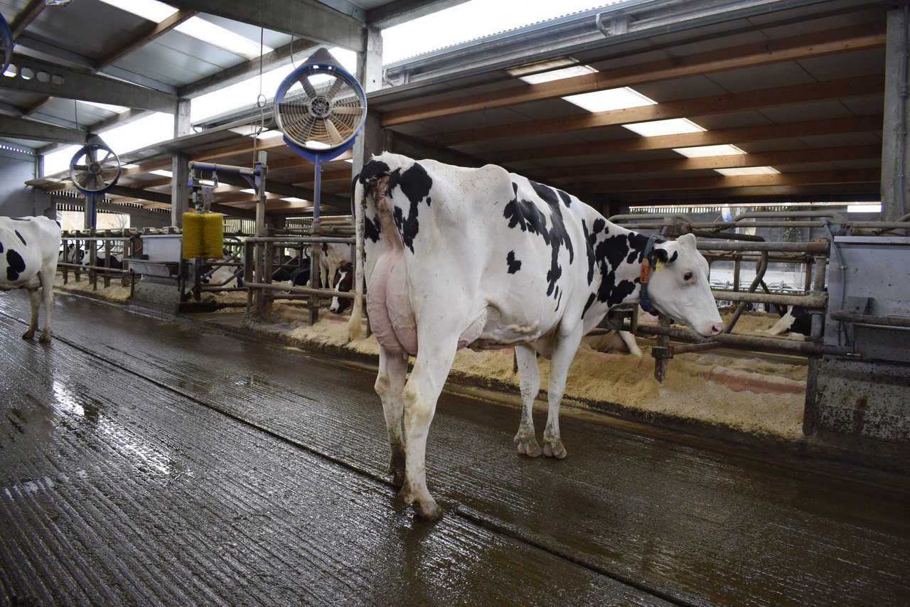 Os efectos do estrés por calor e do arrefriamento na eficiencia alimenticia das vacas nos climas cálidos