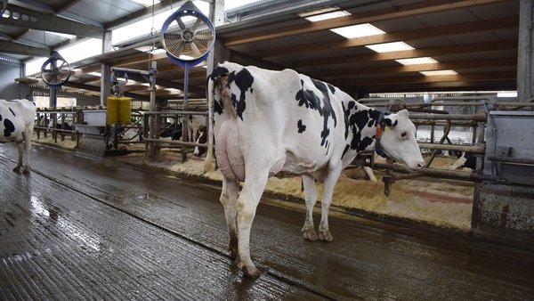 Os efectos do estrés por calor e do arrefriamento na eficiencia alimenticia das vacas nos climas cálidos