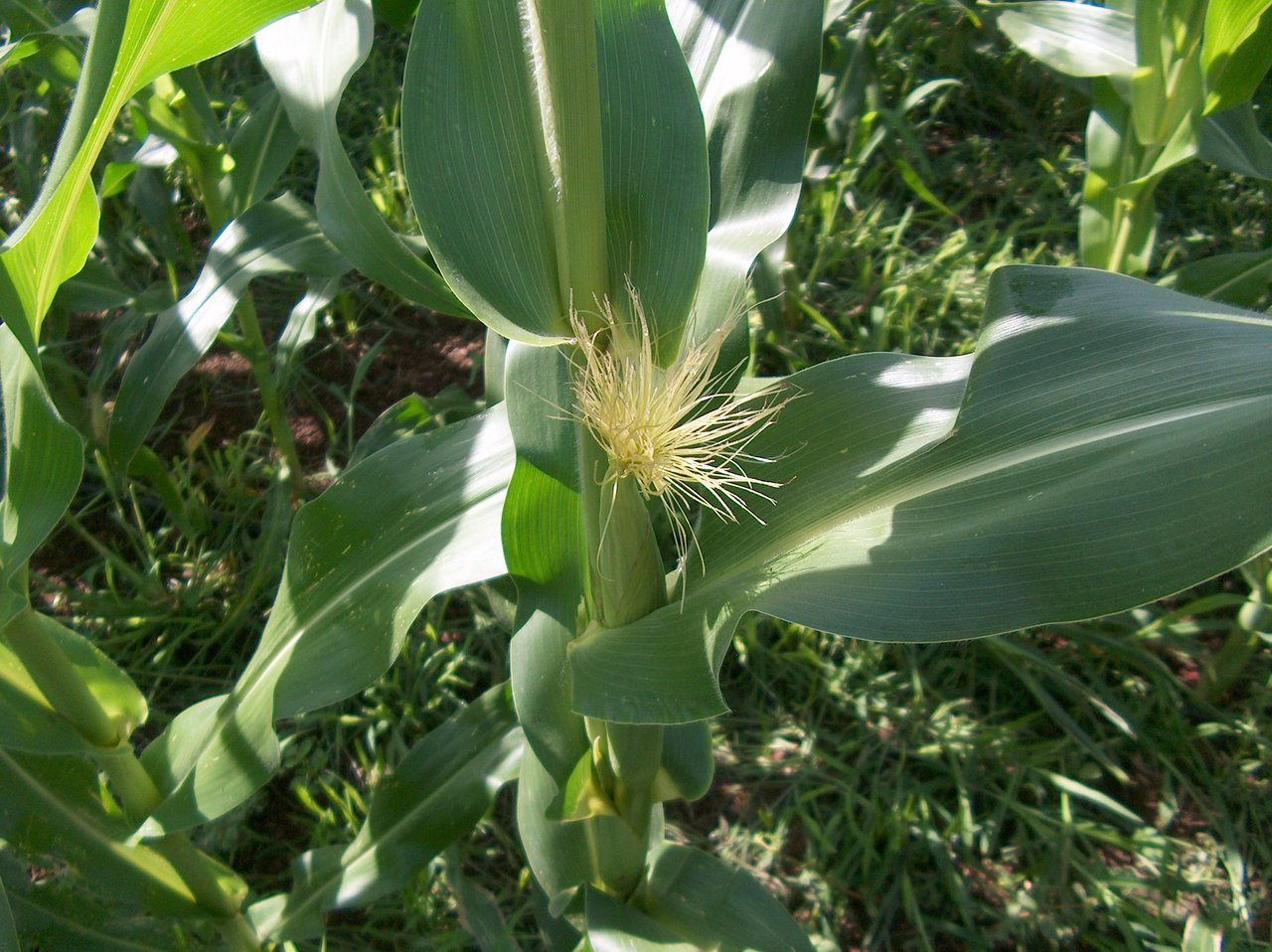 Adaptación do modelo CSM-CERES-Maize (DSSAT) para simular a produción de millo forraxeiro: variación interanual en Asturias