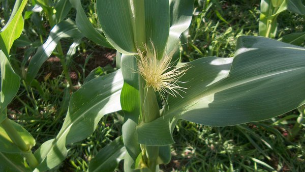 Adaptación do modelo CSM-CERES-Maize (DSSAT) para simular a produción de millo forraxeiro: variación interanual en Asturias