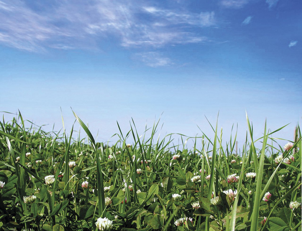 Nuevo enfoque de la cuestión: ¿por qué sembrar mezclas biodiversas en vez del monocultivo del raigrás?