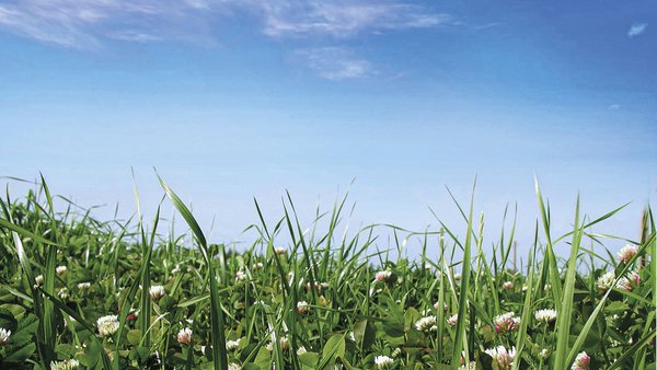 Novo enfoque da cuestión: por que sementar mesturas biodiversas no lugar do monocultivo de raigrás?