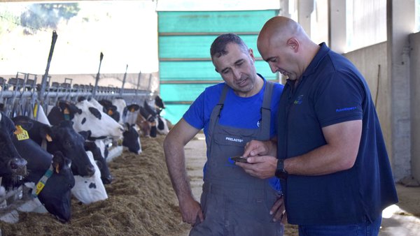 Circulan ben as miñas vacas no robot?