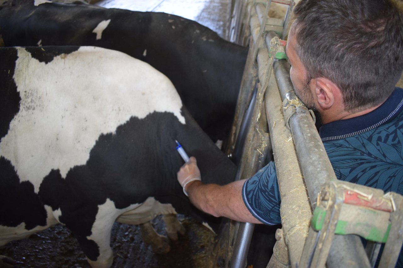 O novo Real Decreto para medicamentos veterinarios