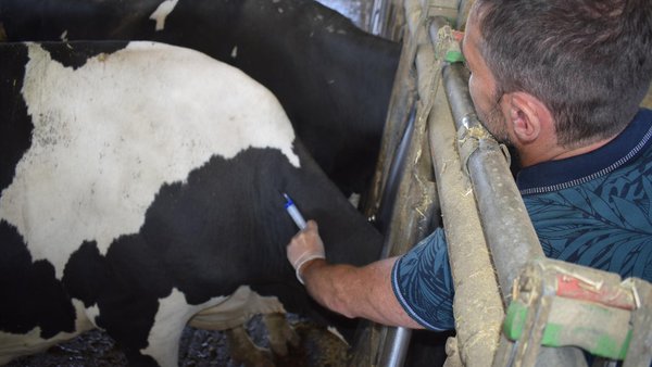 O novo Real Decreto para medicamentos veterinarios