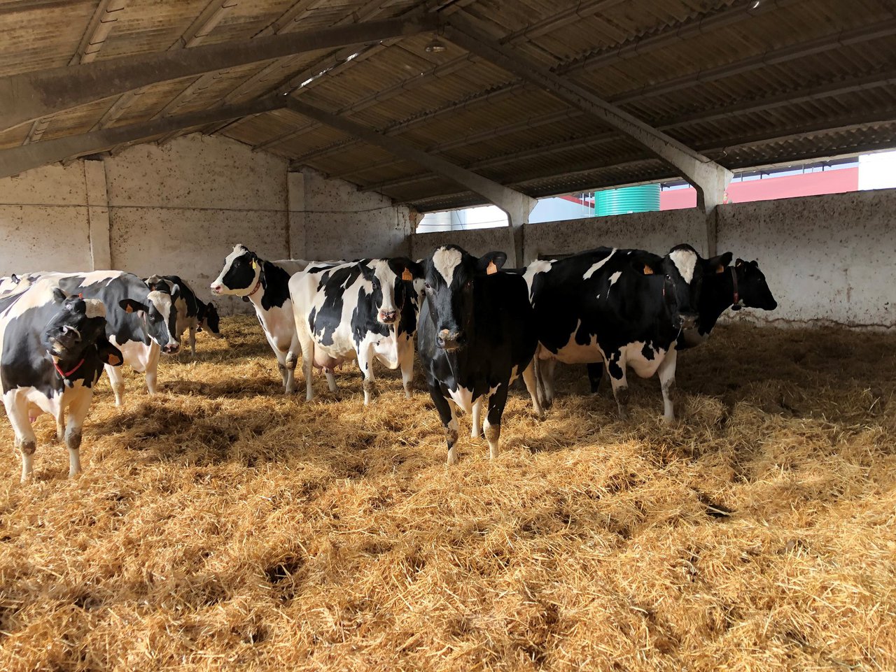 Dar para recibir: manexo da vaca seca de alta produción